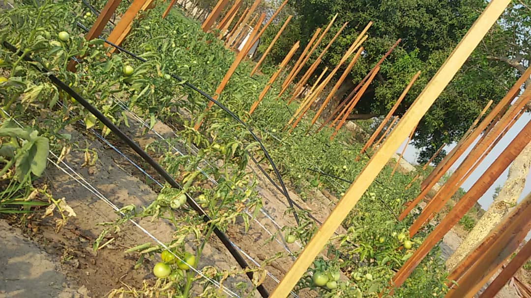 Drip irrigation project