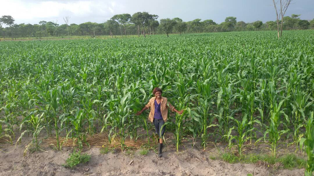 Maggie in the maize, 4 months before the 2018 harvest